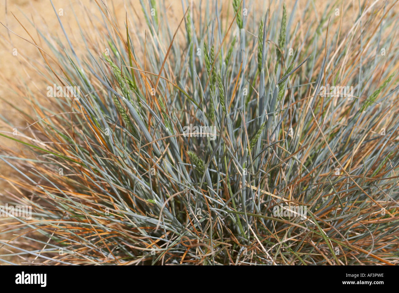 Poaceae - Festuca ovina. Sheep's Fescue Stock Photo