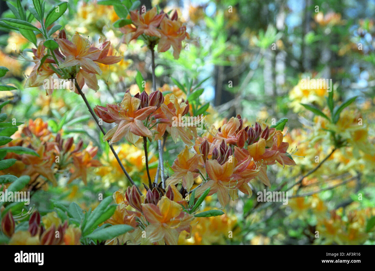 Flowering Rhododendron in Babite Rhododendron Park Latvia Stock Photo ...
