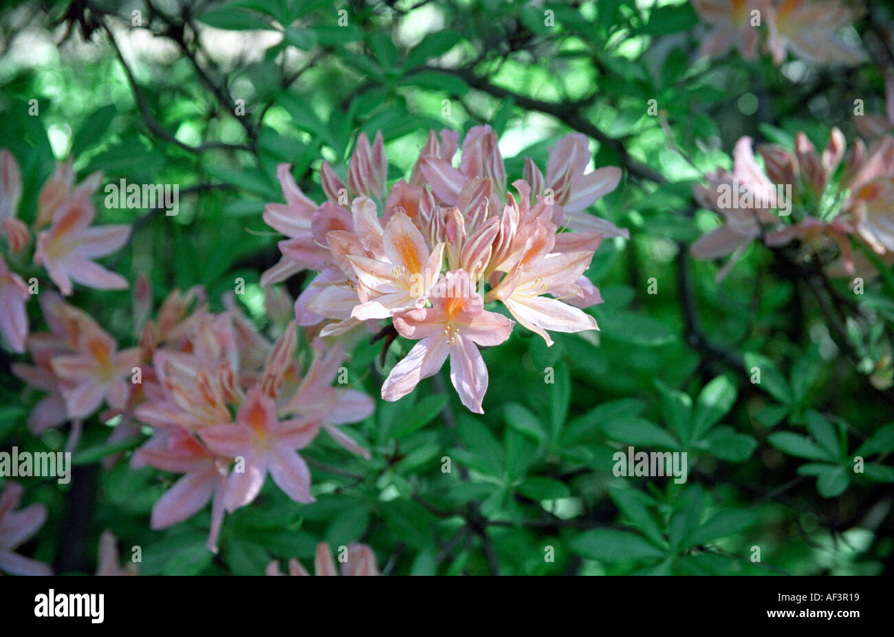 Flowering Rhododendron in Babite Rhododendron Park Latvia Stock Photo