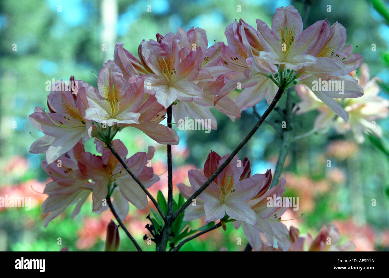 Flowering Rhododendron in Babite Rhododendron Park Latvia Stock Photo