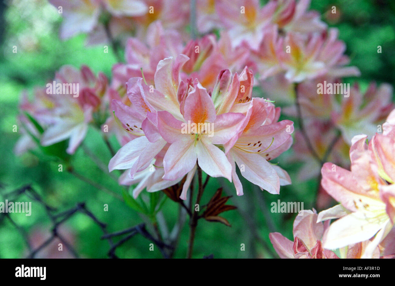 Flowering Rhododendron in Babite Rhododendron Park Latvia Stock Photo