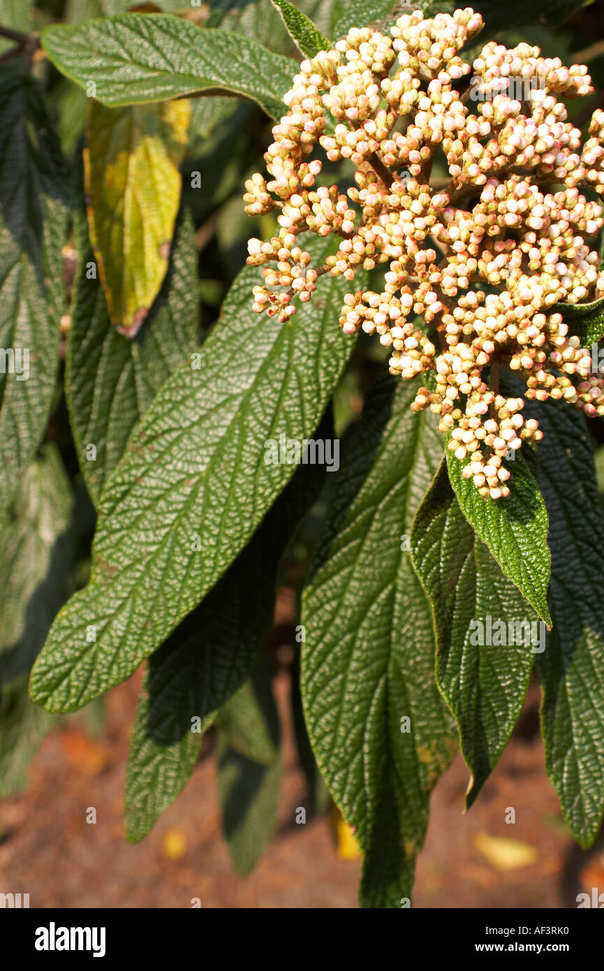 Viburnum rhytidophyllum Leatherleaf Viburnum Stock Photo Alamy