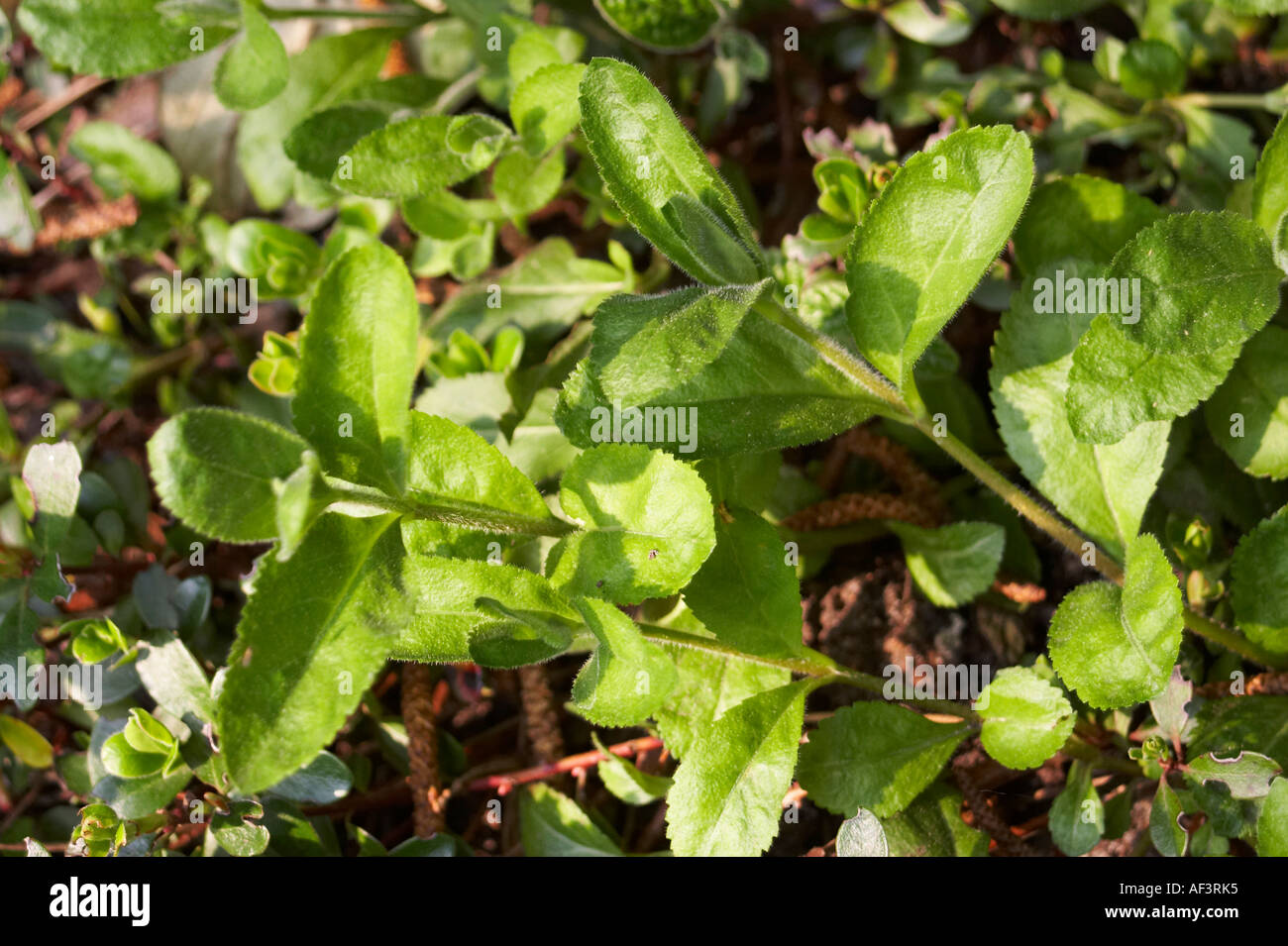 Ericaceae - Arctostaphylos uva-ursi Stock Photo