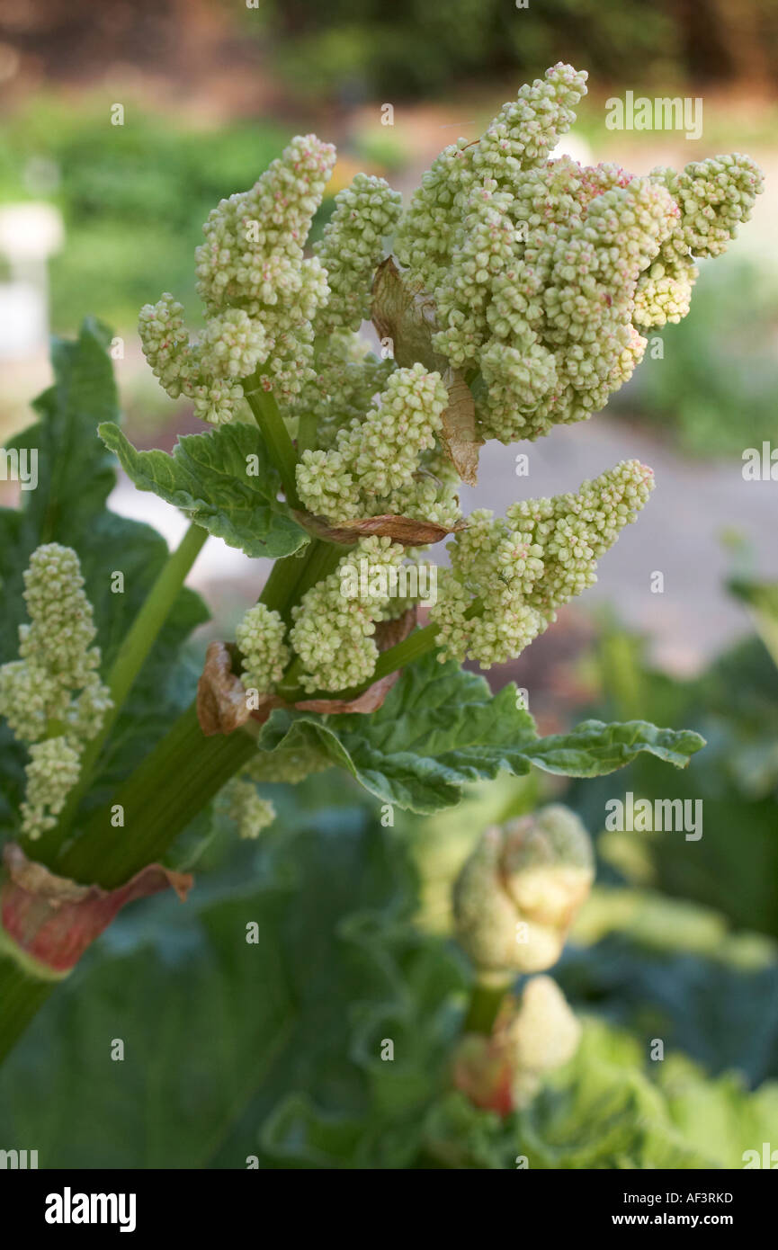 Polygonaceae - Rheum officinale. Rhubarb Stock Photo