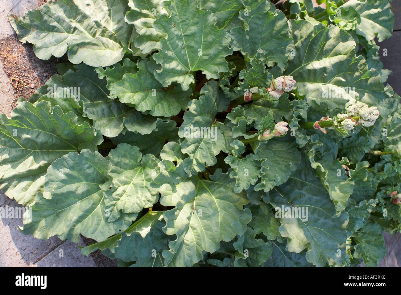 Polygonaceae - Rheum officinale. Rhubarb Stock Photo