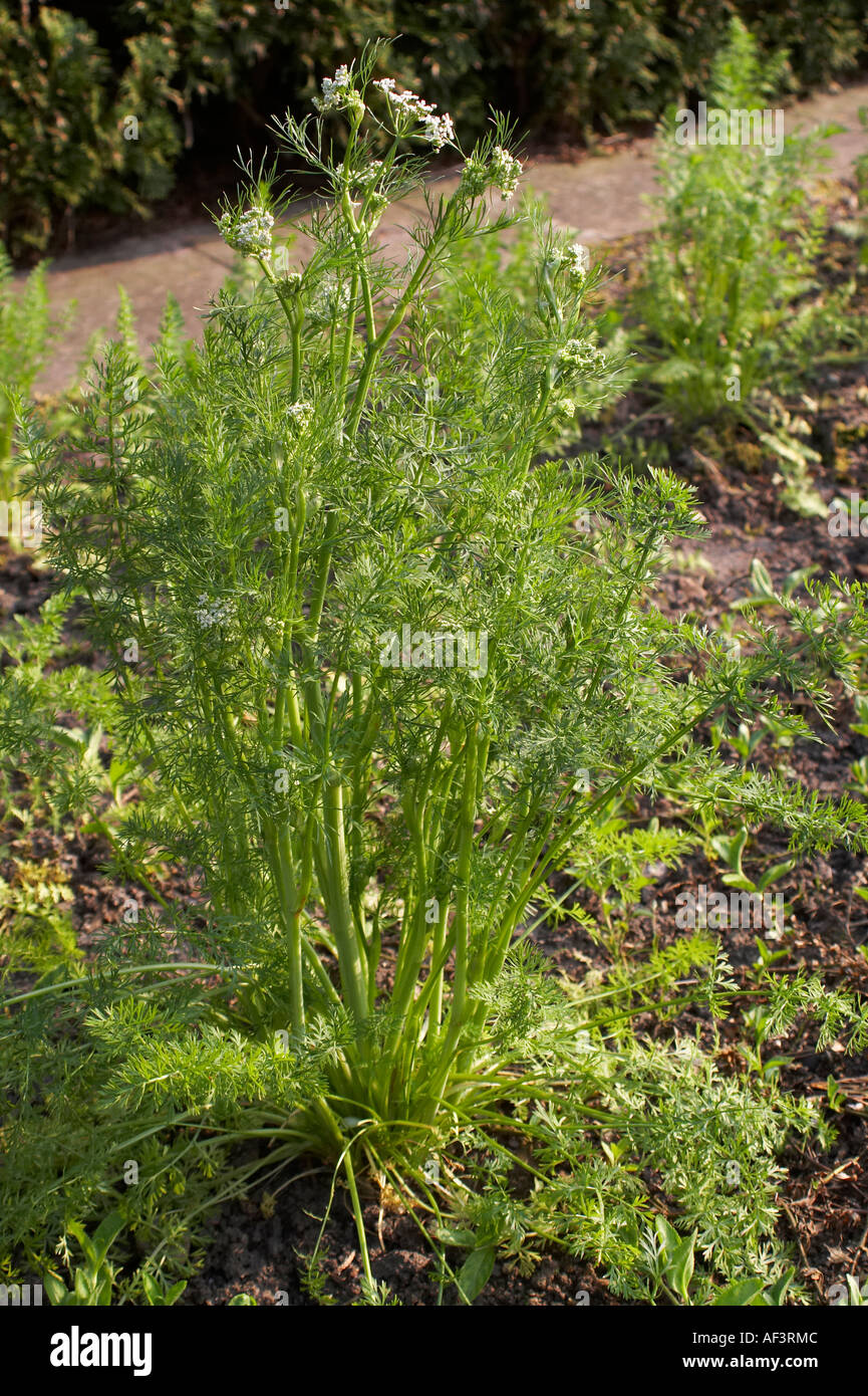 Apiaceae - Carum Carvi. Caraway Stock Photo