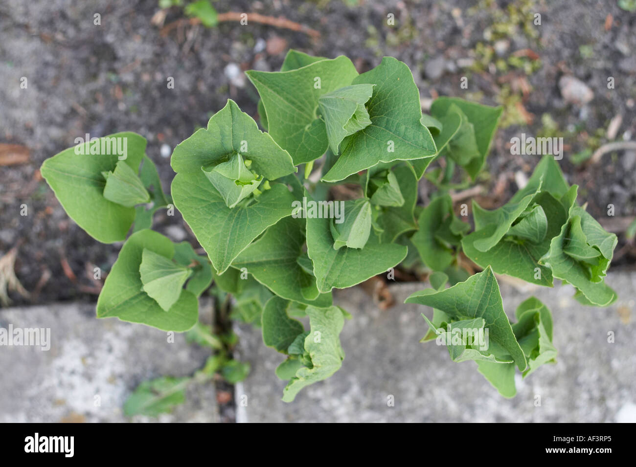 Aristolochiaceae - Aristolochia clematitis Stock Photo