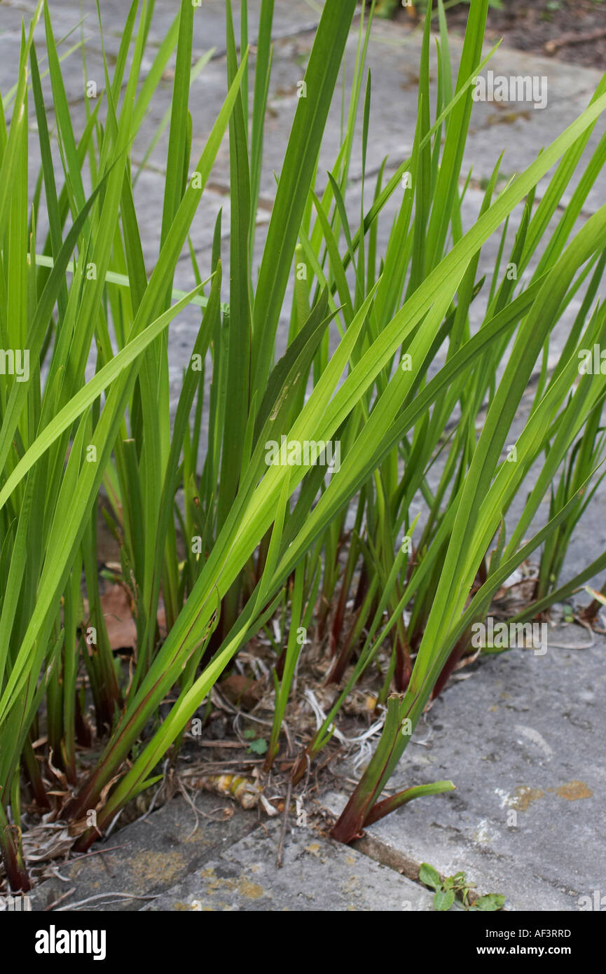 Araceae - Acorus calamus Stock Photo