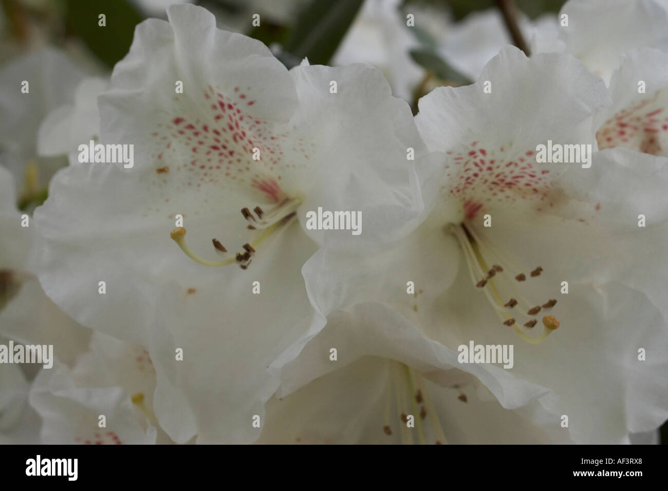 Ericaceae - Rhododendron williamsianum .Gartendirektor Rieger Stock Photo -  Alamy