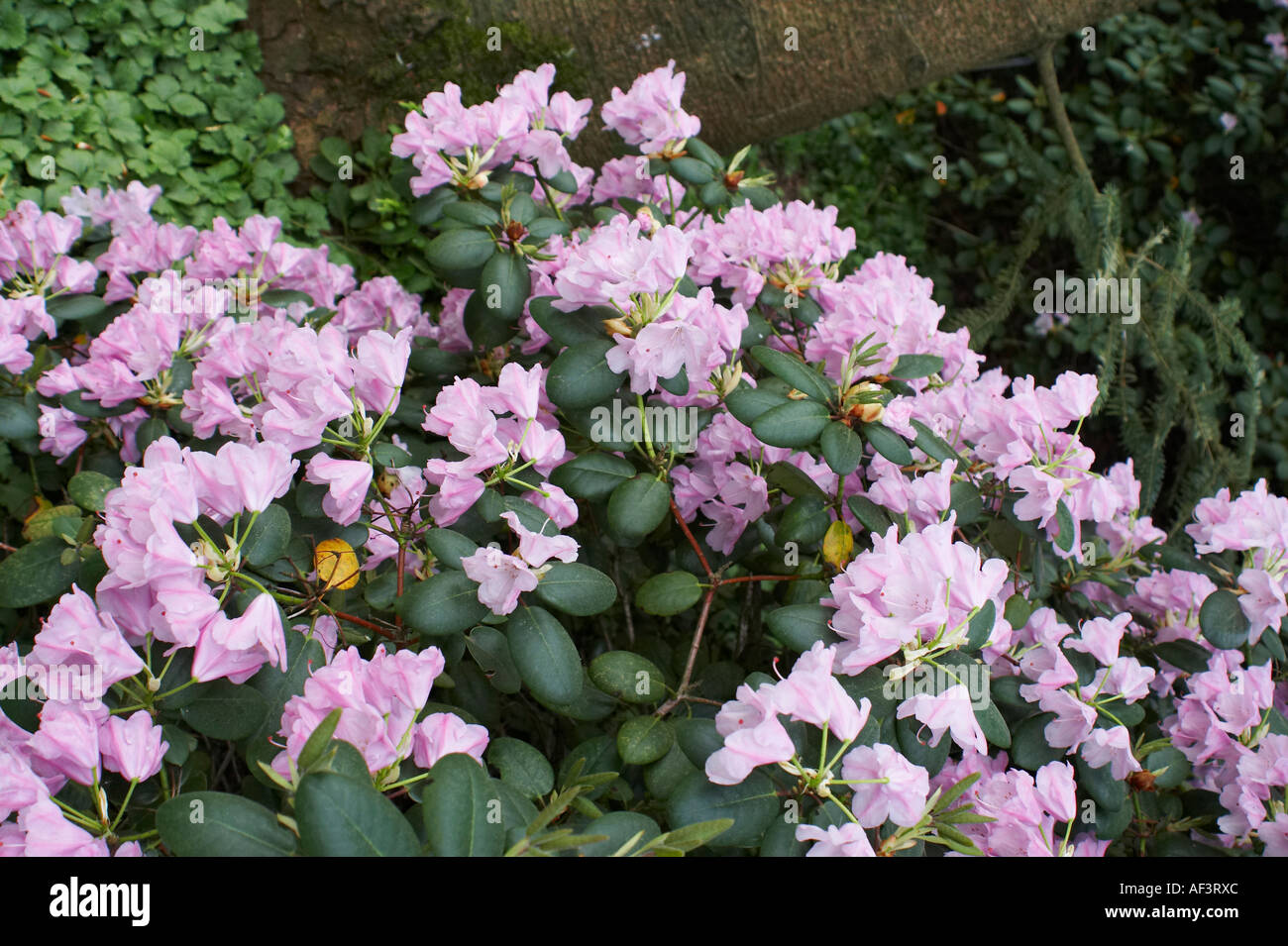 Ericaceae - Rhododendron williamsianum .Vater Boehlje Stock Photo - Alamy