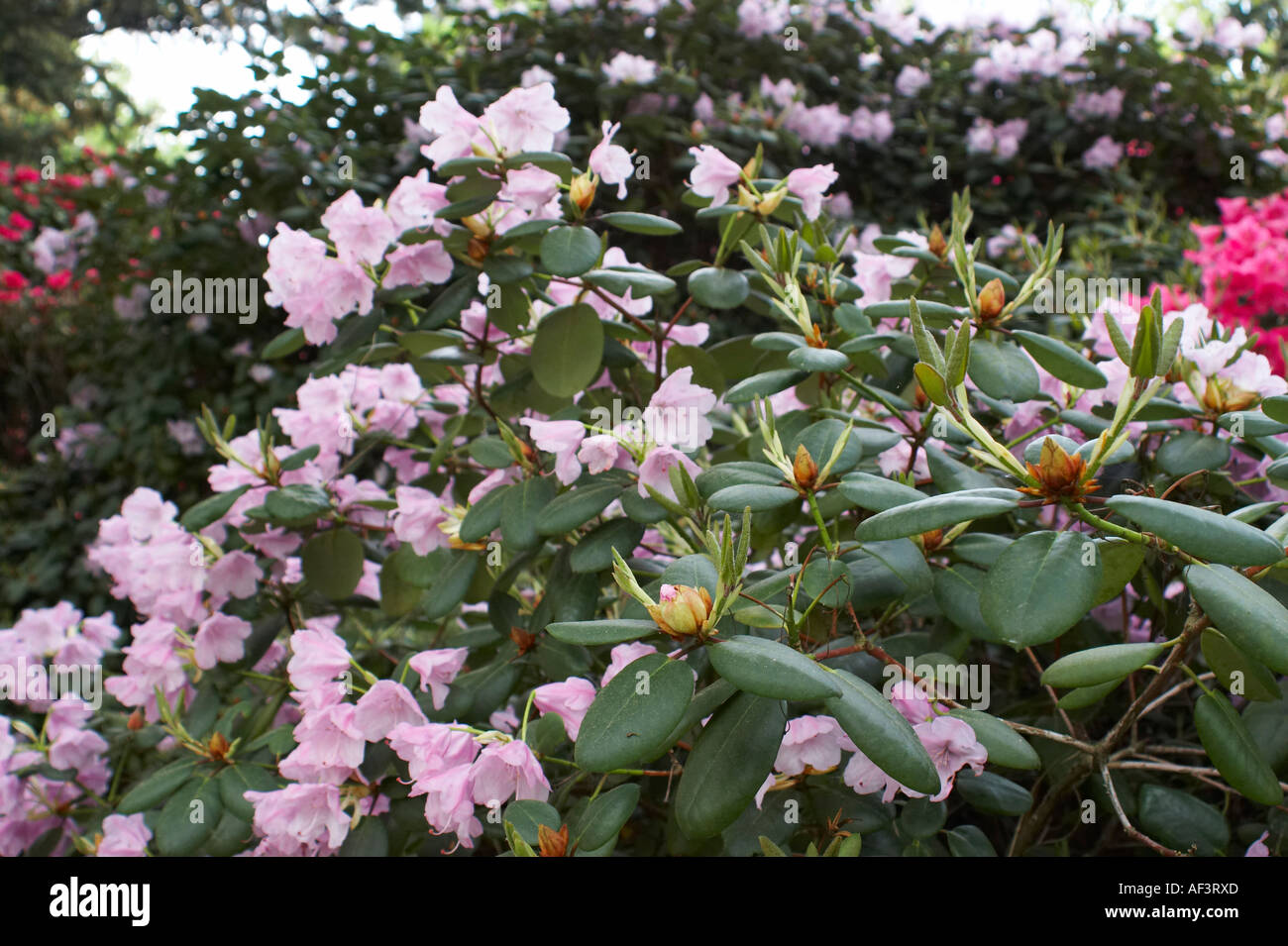 Ericaceae - Rhododendron williamsianum .Vater Boehlje Stock Photo - Alamy