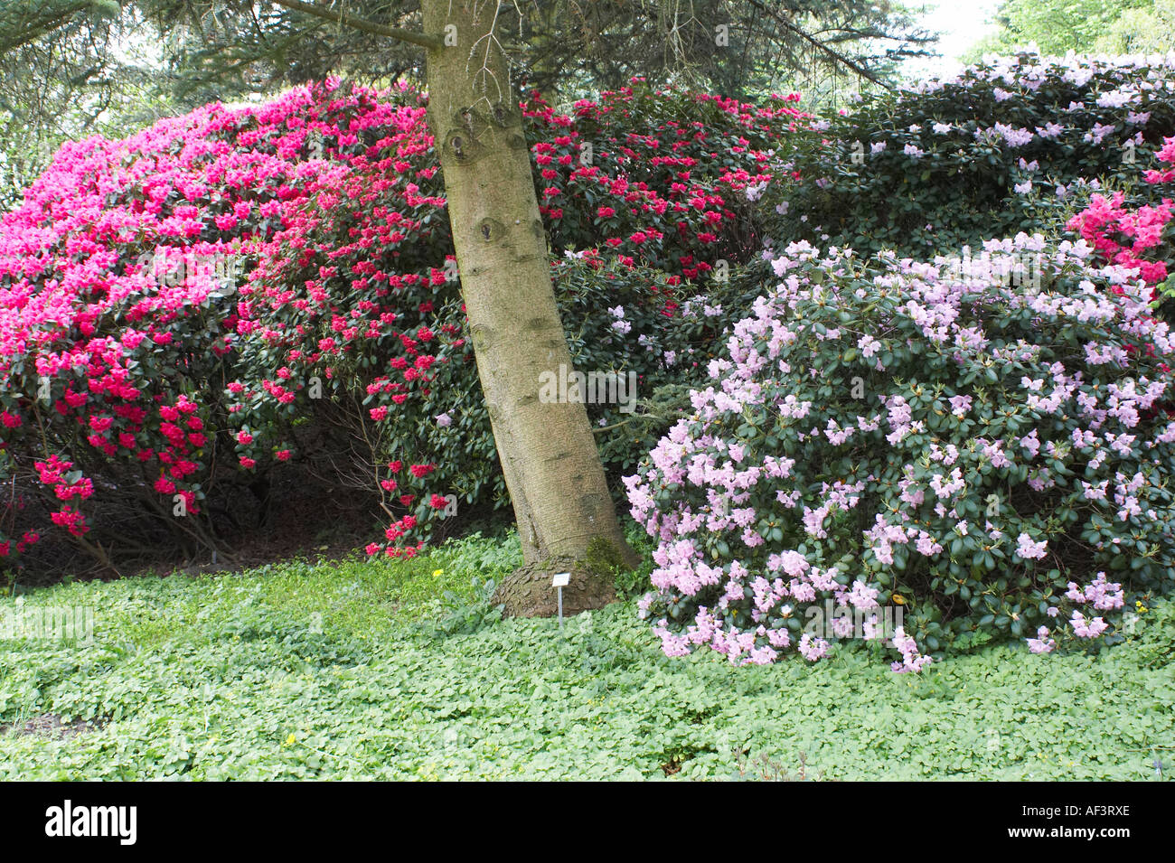 Ericaceae - Rhododendron williamsianum .Vater Boehlje Stock Photo - Alamy