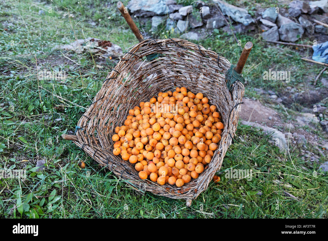 Apricot gathering at a farm in Ladakh India Stock Photo Alamy