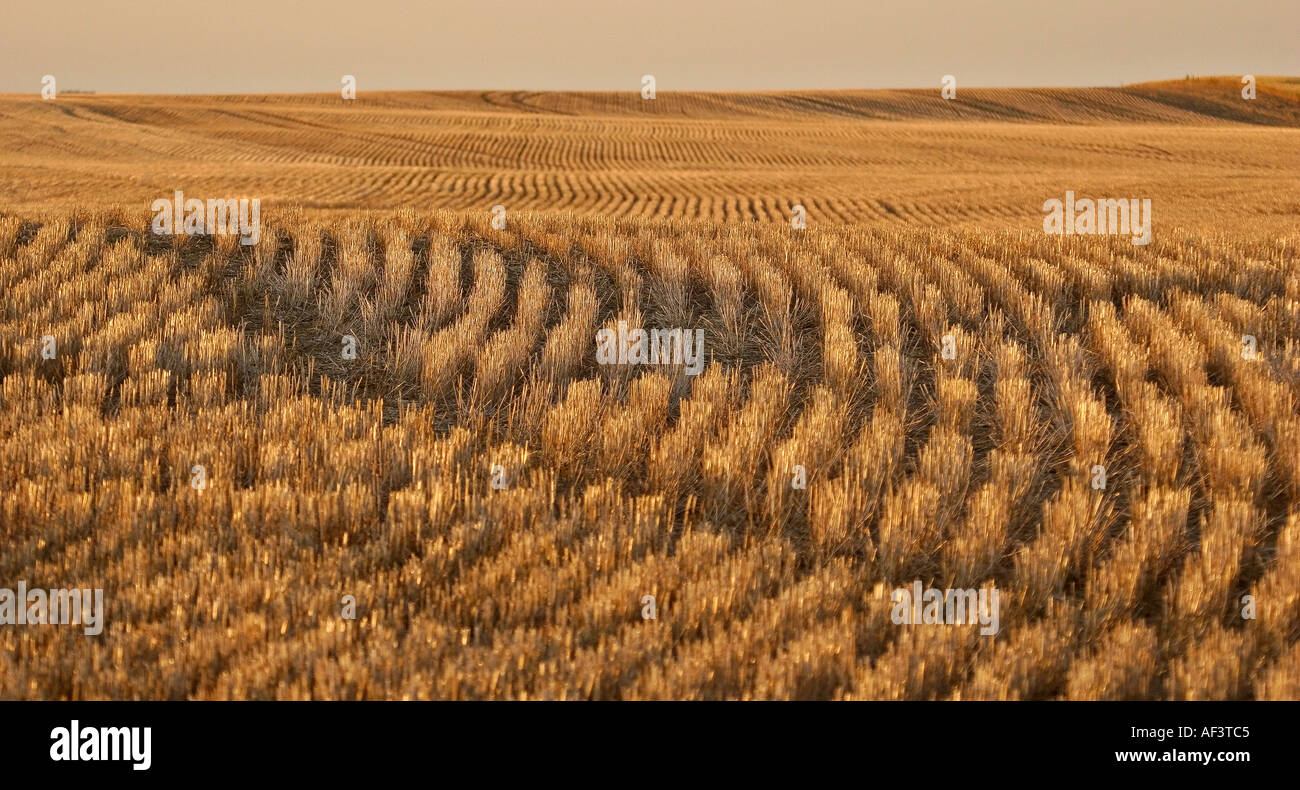 Saskatchewan Rooted Crops in southern saskatchewan hi-res stock photography and images - Alamy