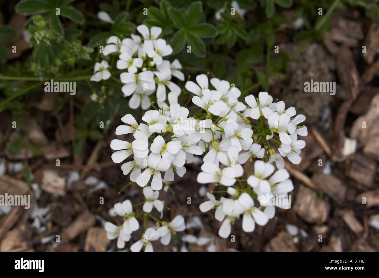 Campanulaceae. Campanula fenestrellata. Stock Photo