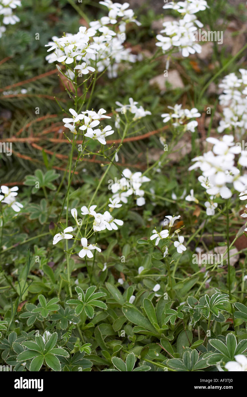 Campanulaceae. Campanula fenestrellata. Stock Photo