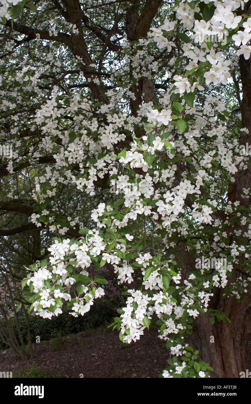 Rosaceae. Malus-Hupehensis. Hybride Stock Photo