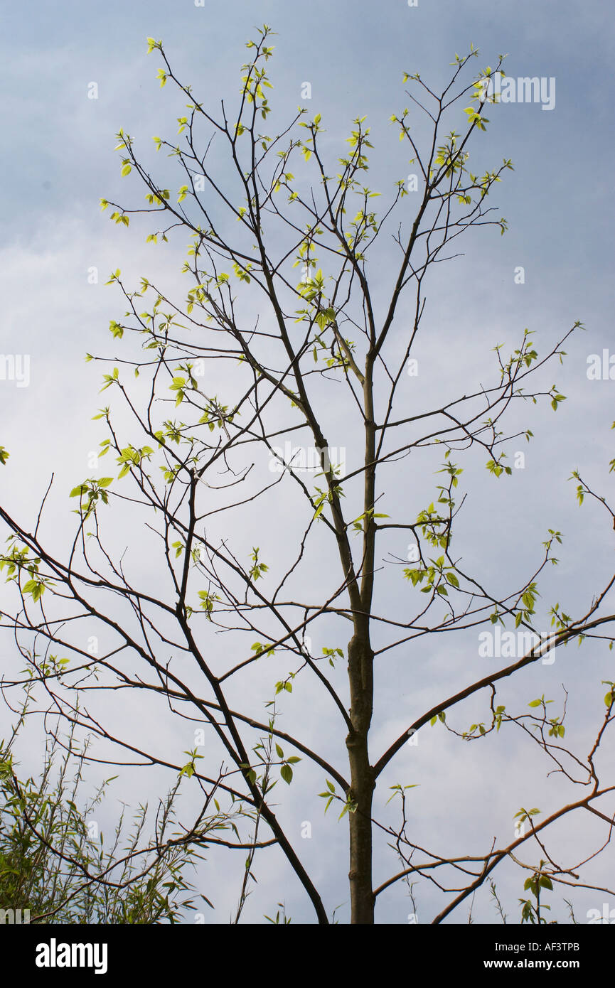 Japanese raisin tree hi-res stock photography and images - Alamy