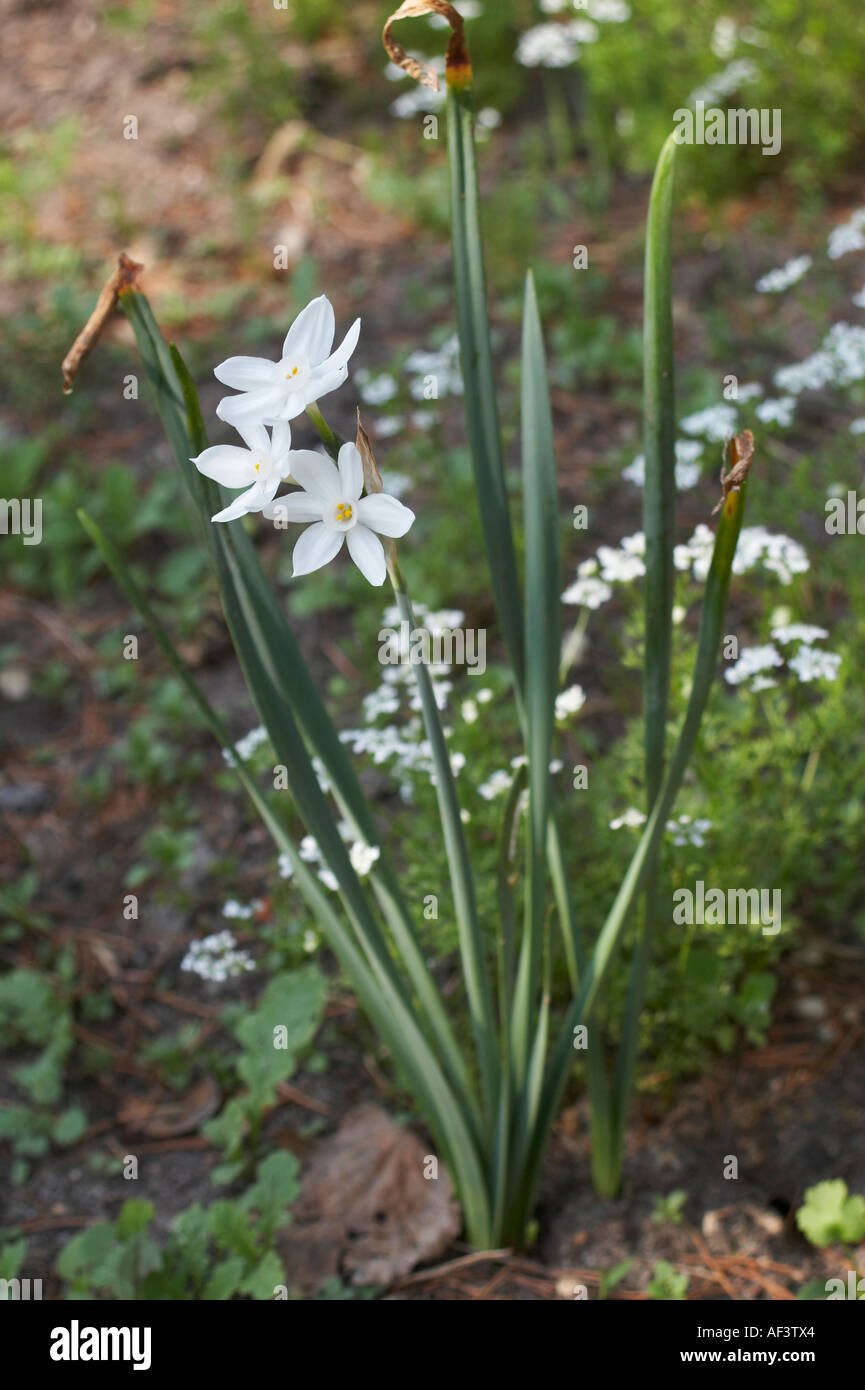Amaryllidaceae. Narcissus tazetta. Erlicheer. Stock Photo