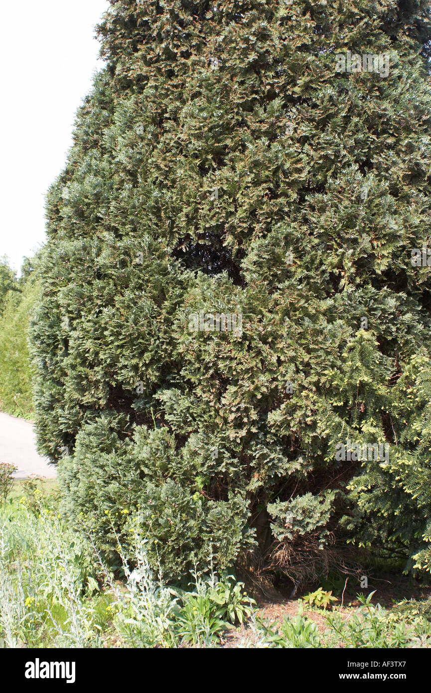 Chamaecyparis lawsoniana. Lawsons Scheinzypresse. Lawson's Cypress. Port Orford 'Cedar' Stock Photo