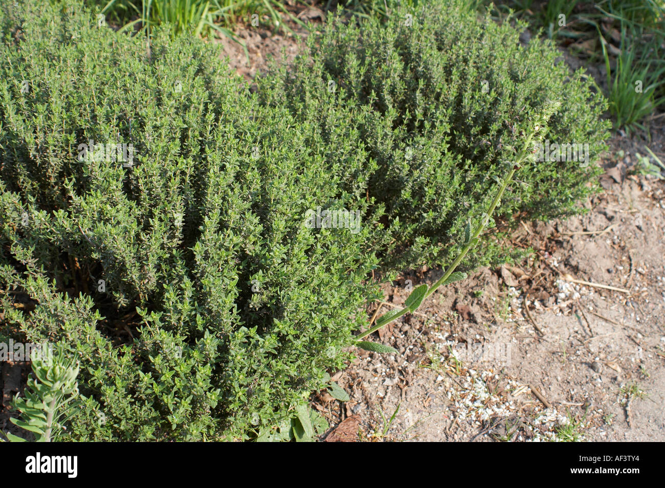 Lamiaceae. Thymus vulgaris. Thyme Stock Photo