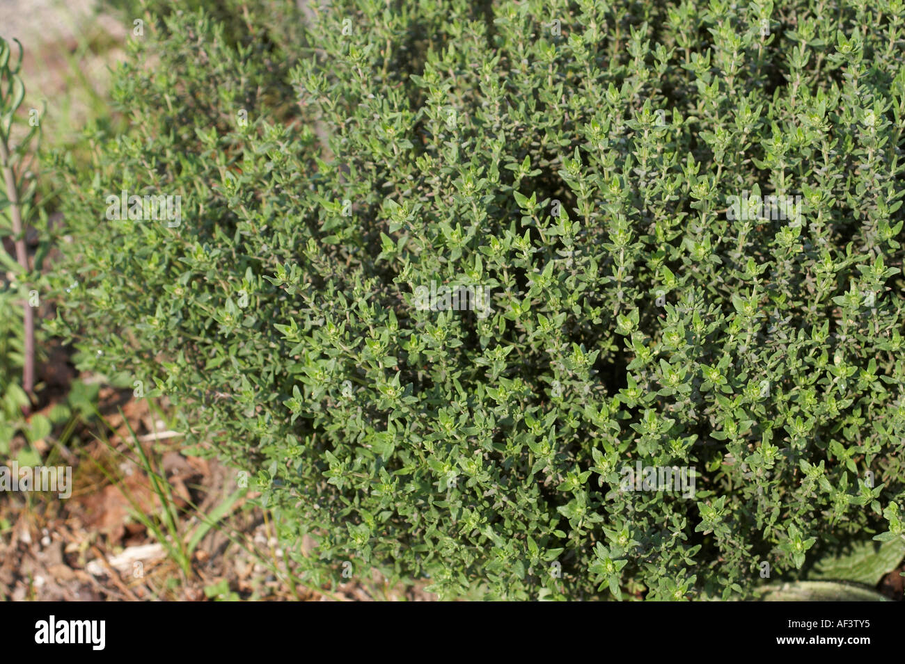 Lamiaceae. Thymus vulgaris. Thyme Stock Photo