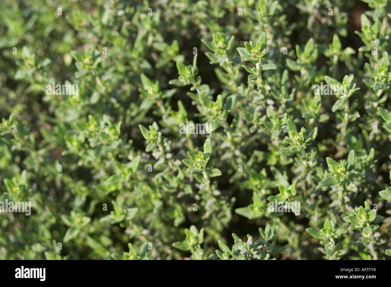 Lamiaceae. Thymus vulgaris. Thyme Stock Photo Alamy