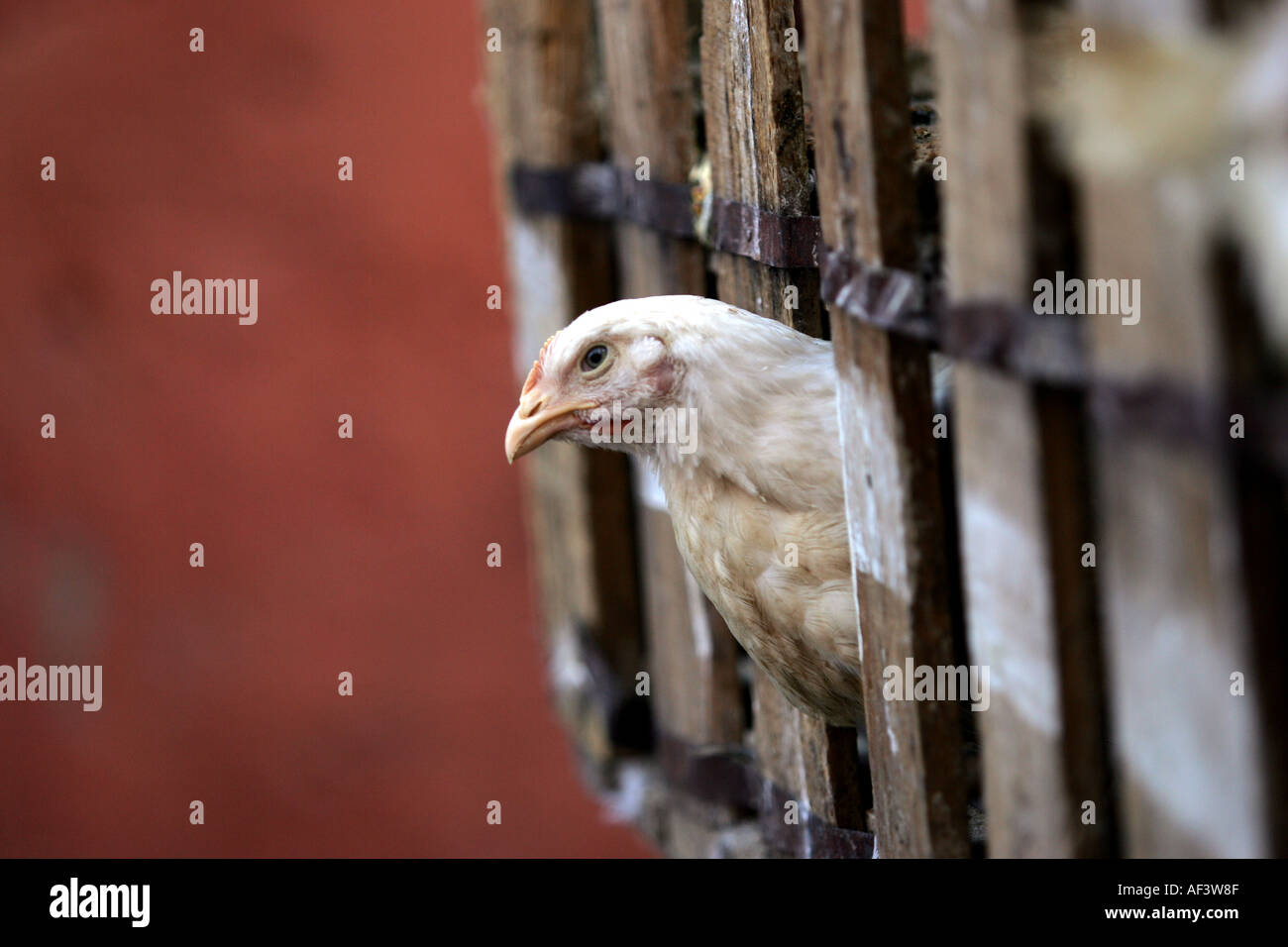 chickens for sale in a moroccan market in marrakech Stock Photo