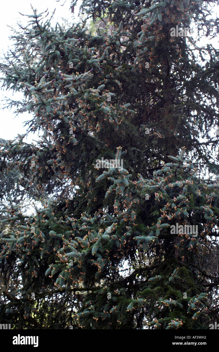 Pinaceae. Picea asperata. Dragon Spruce Stock Photo