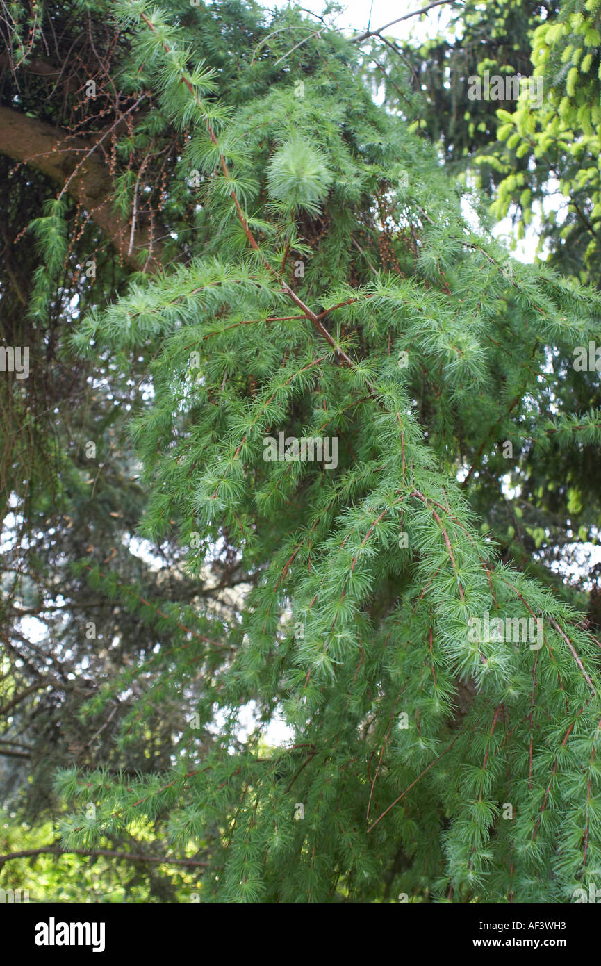 Pinaceae. Larix kaempferi. Japanese Larch Stock Photo