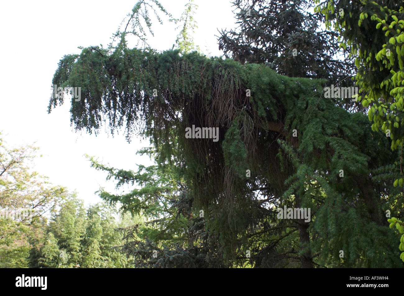 Pinaceae. Larix kaempferi. Japanese Larch Stock Photo