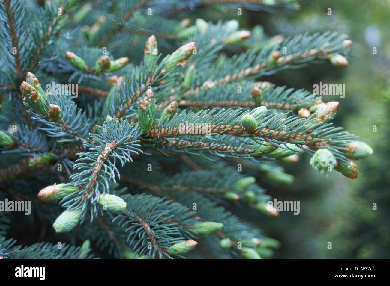 Pinaceae. Picea x mariorika. Spruce Stock Photo