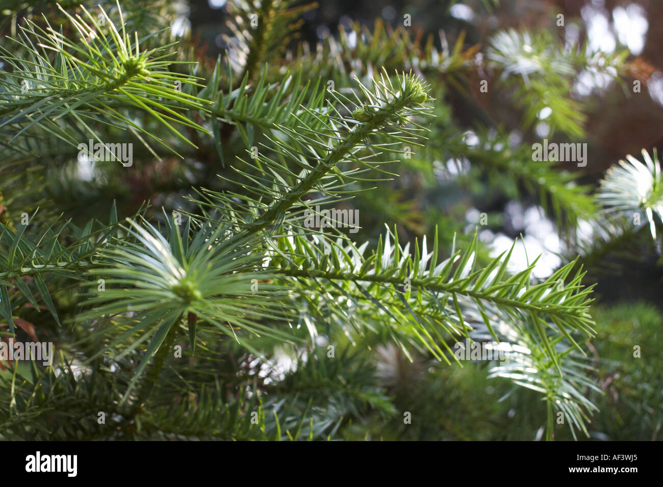 Picea Abies. Spruce Stock Photo