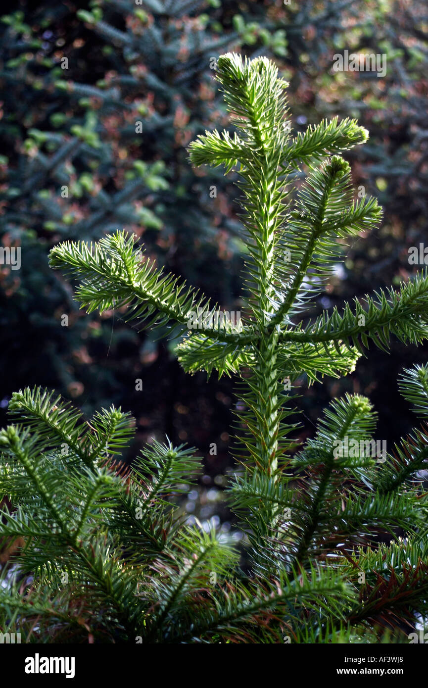 Picea Abies. Spruce Stock Photo