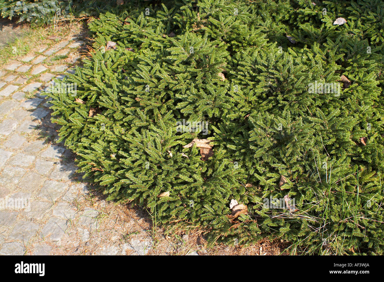 Pinaceae. Picea abies. Pumila Nigra Stock Photo