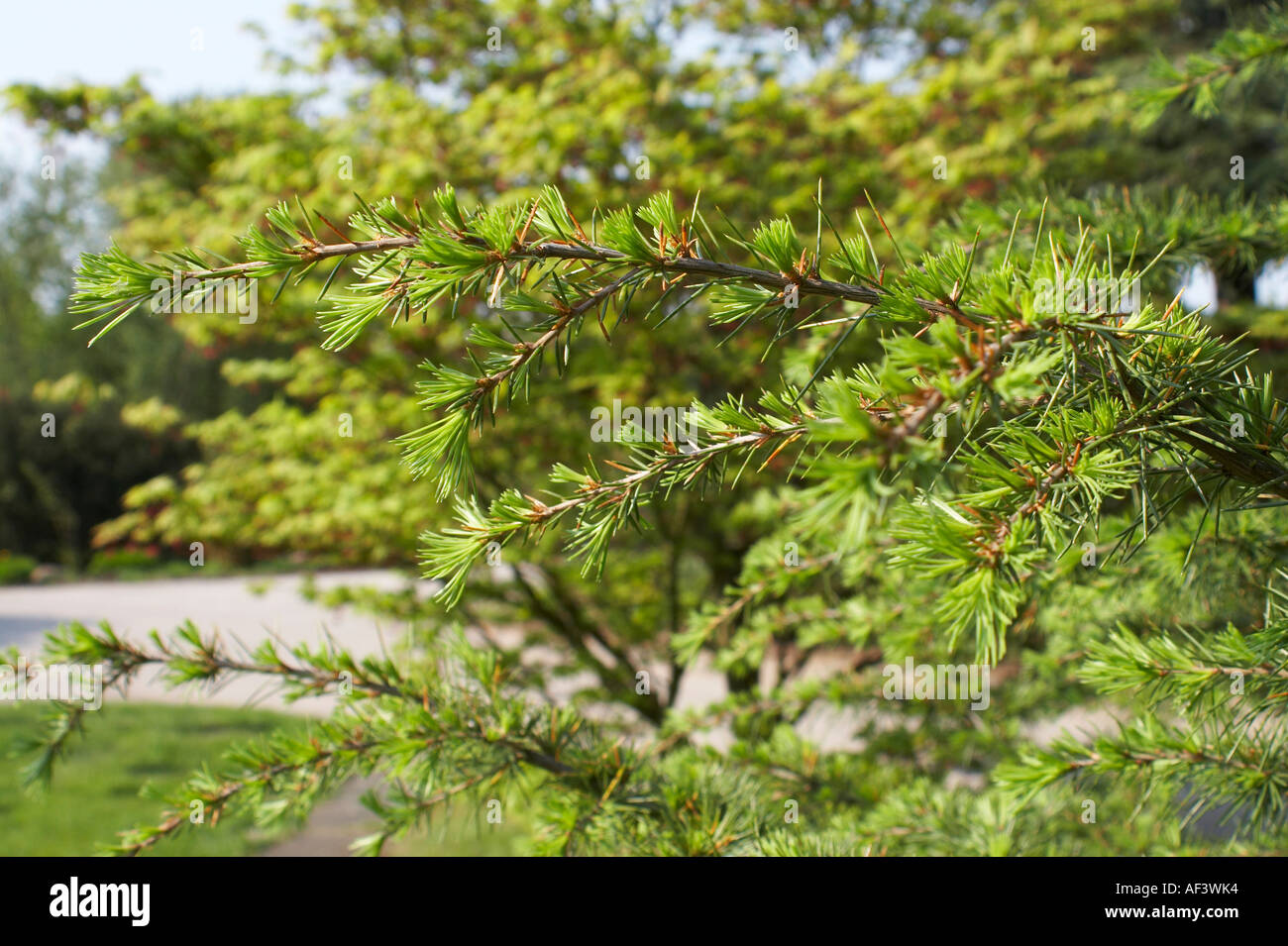 Cedrus libani leaves hi-res stock photography and images - Alamy