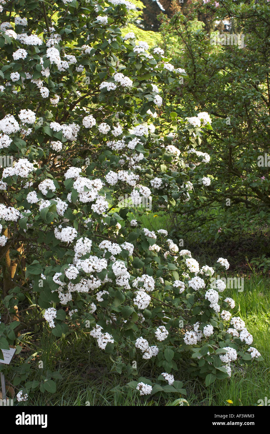 Caprifoliaceae. Viburnum carlesii. Viburnum Stock Photo Alamy