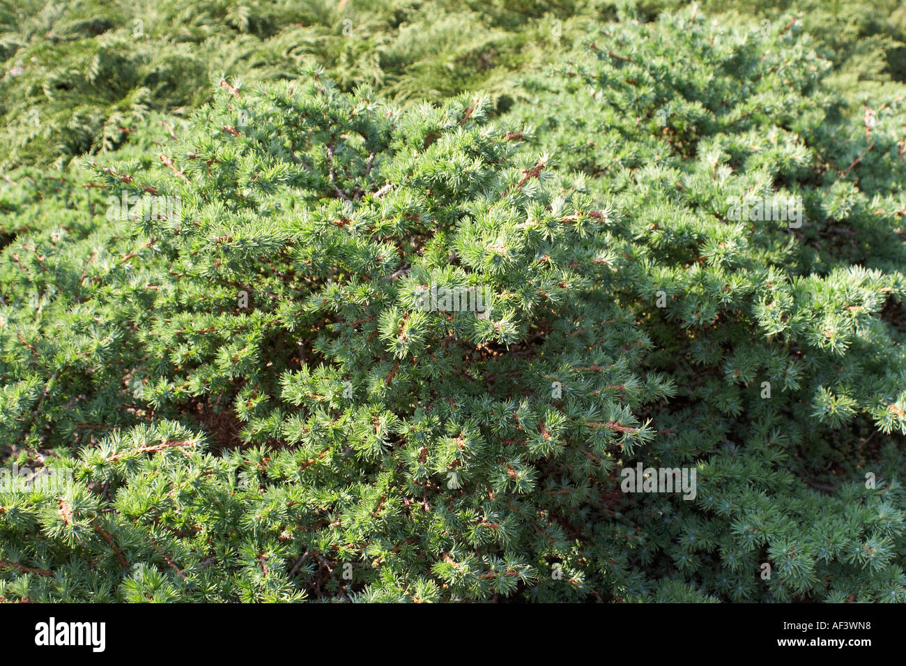 Pinaceae. Larix kaempferi. Japanese Larch Stock Photo
