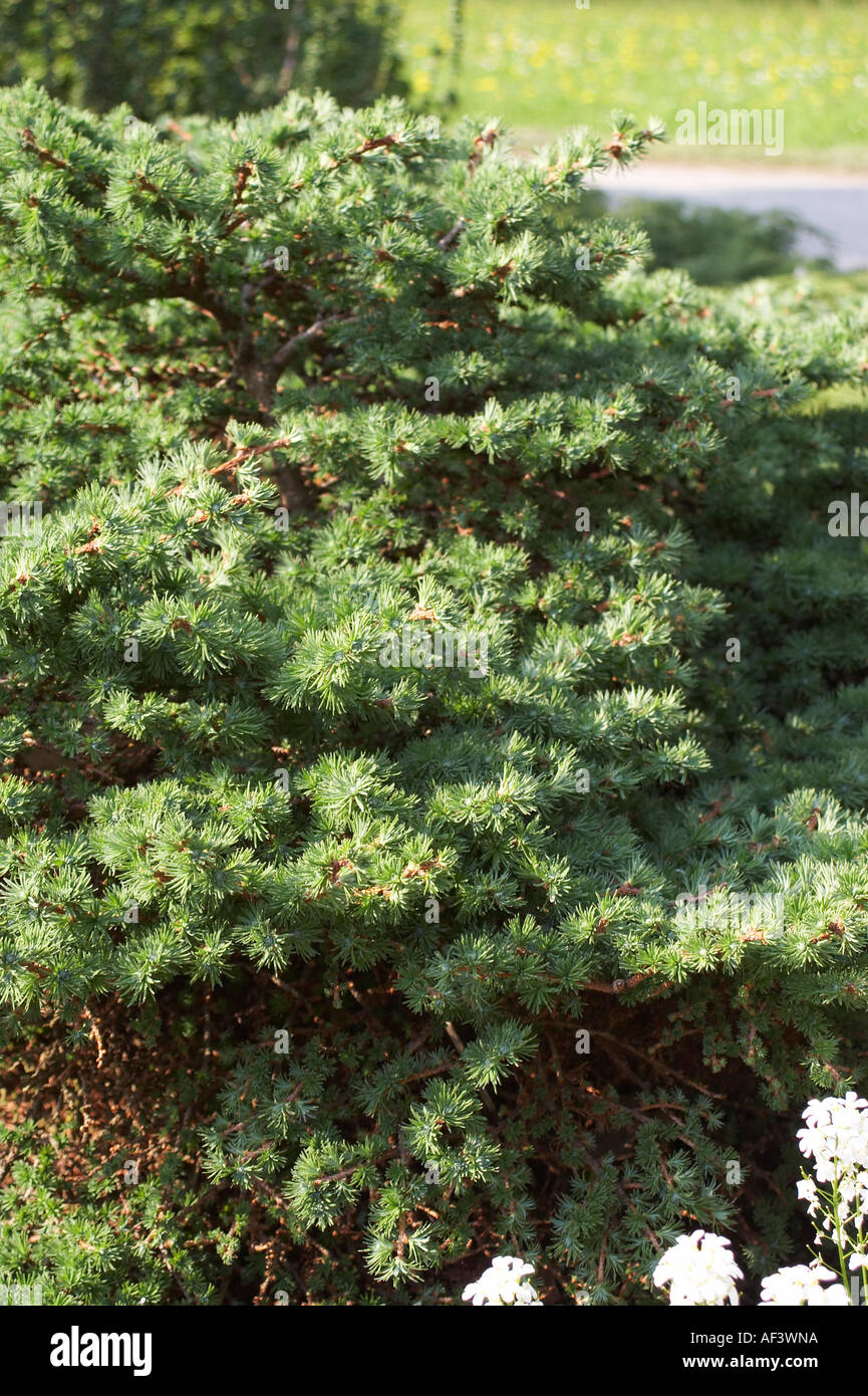 Pinaceae. Larix kaempferi. Japanese Larch Stock Photo