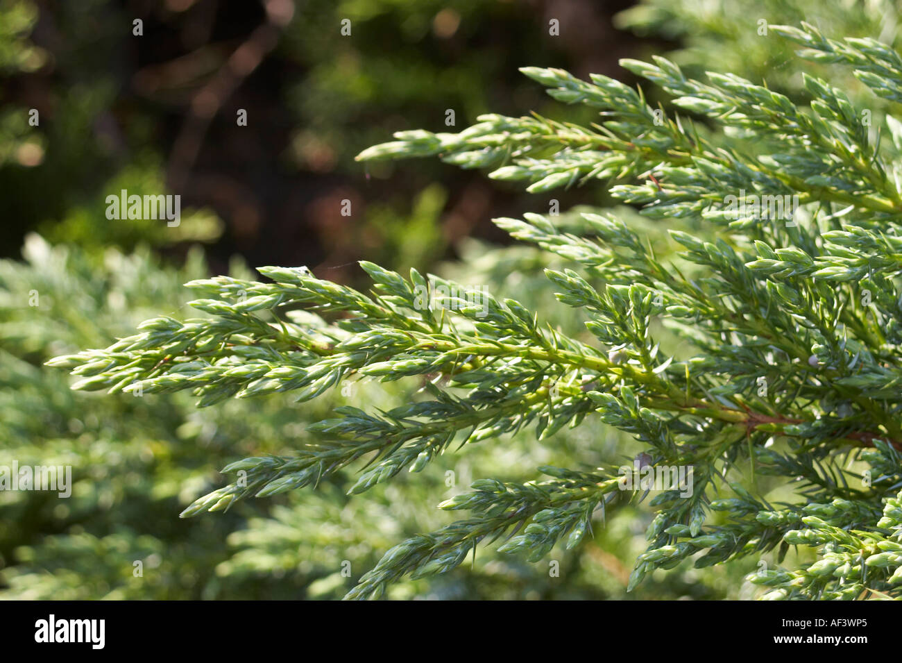Cupressaceae. Juniperus sabina. Buffalo. Juniperus sabina Stock Photo