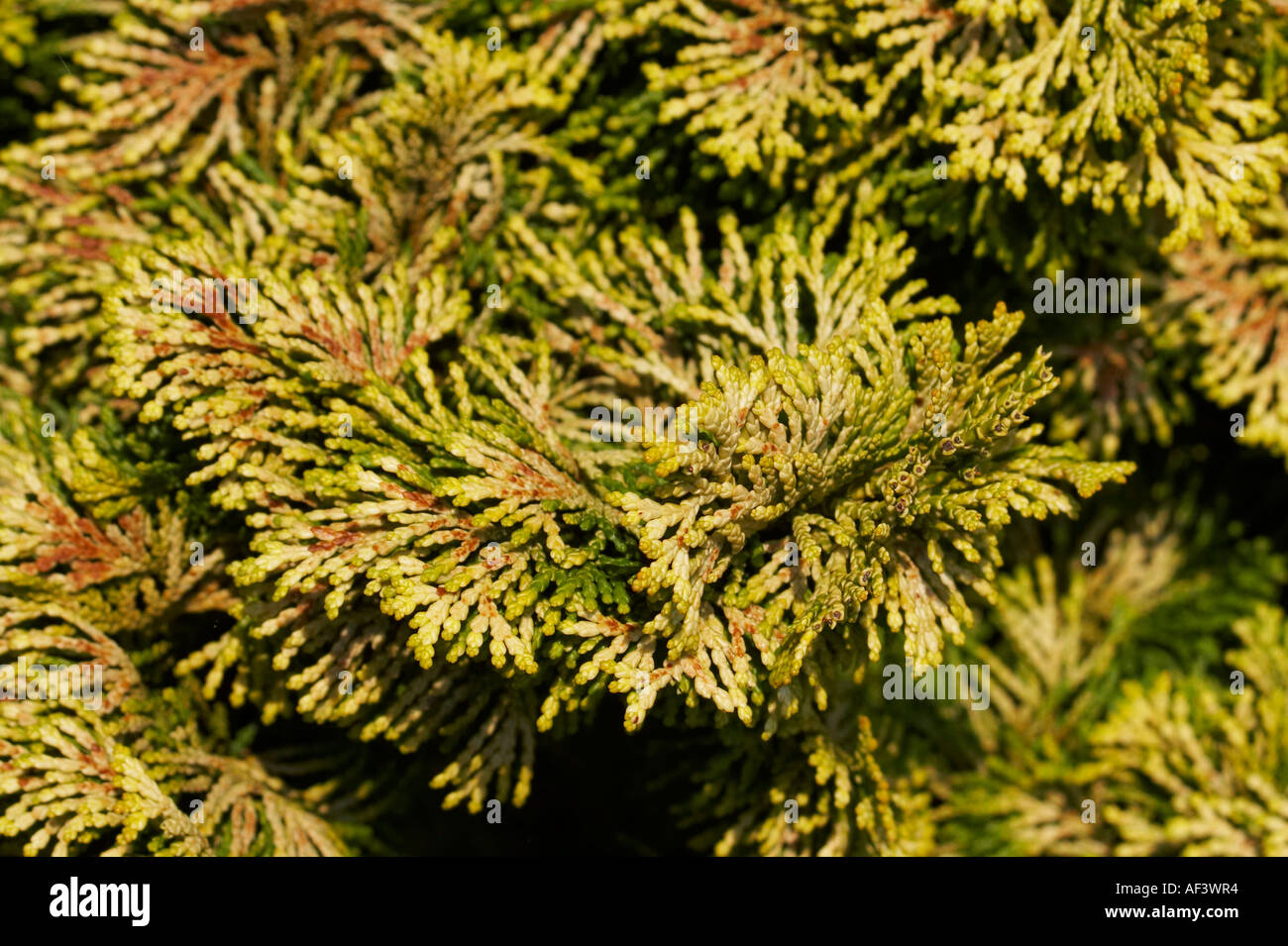 Cupressaceae. Thuja occidentalis. Reingold Stock Photo