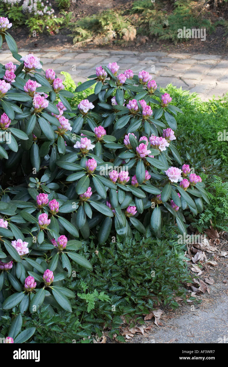 Ericaceae. Rhododendron Yakushimanum. Hybride. Silberglanz Stock Photo -  Alamy