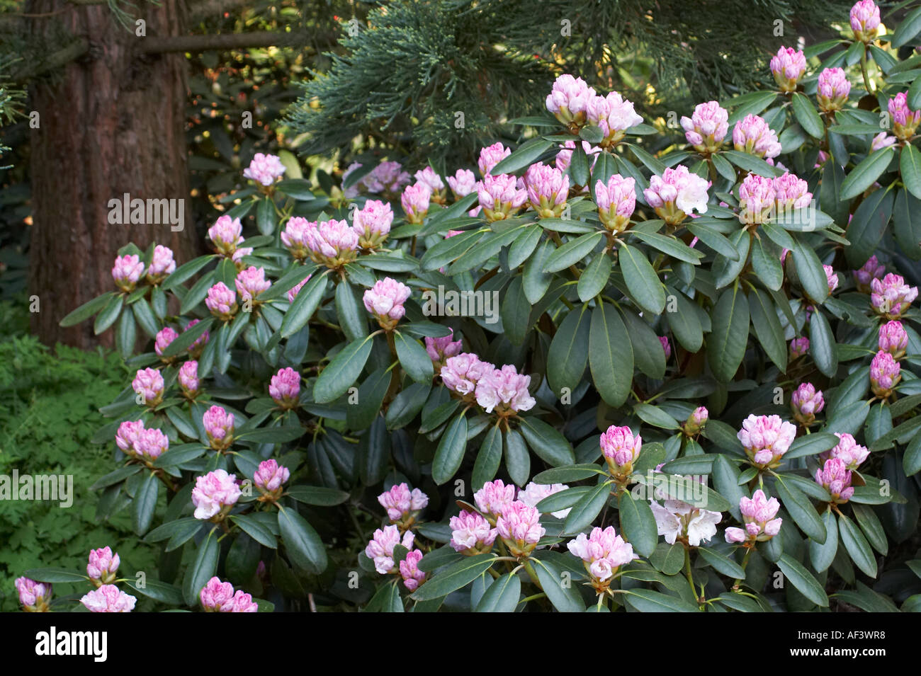 Ericaceae. Rhododendron Yakushimanum. Hybride. Silberglanz Stock Photo -  Alamy