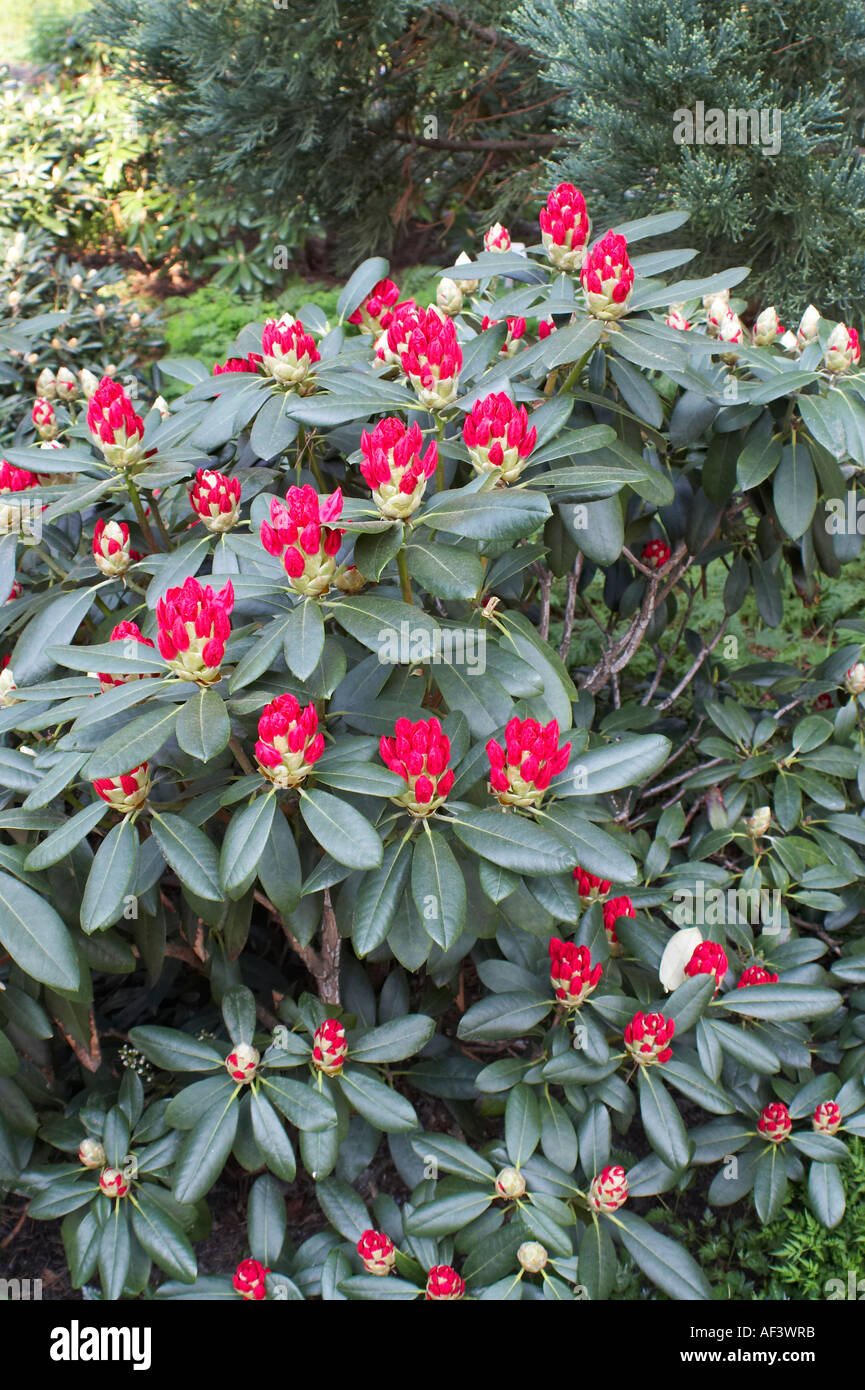 Ericaceae. Rhododendron Yakushimanum. Hybride. Marlis Stock Photo
