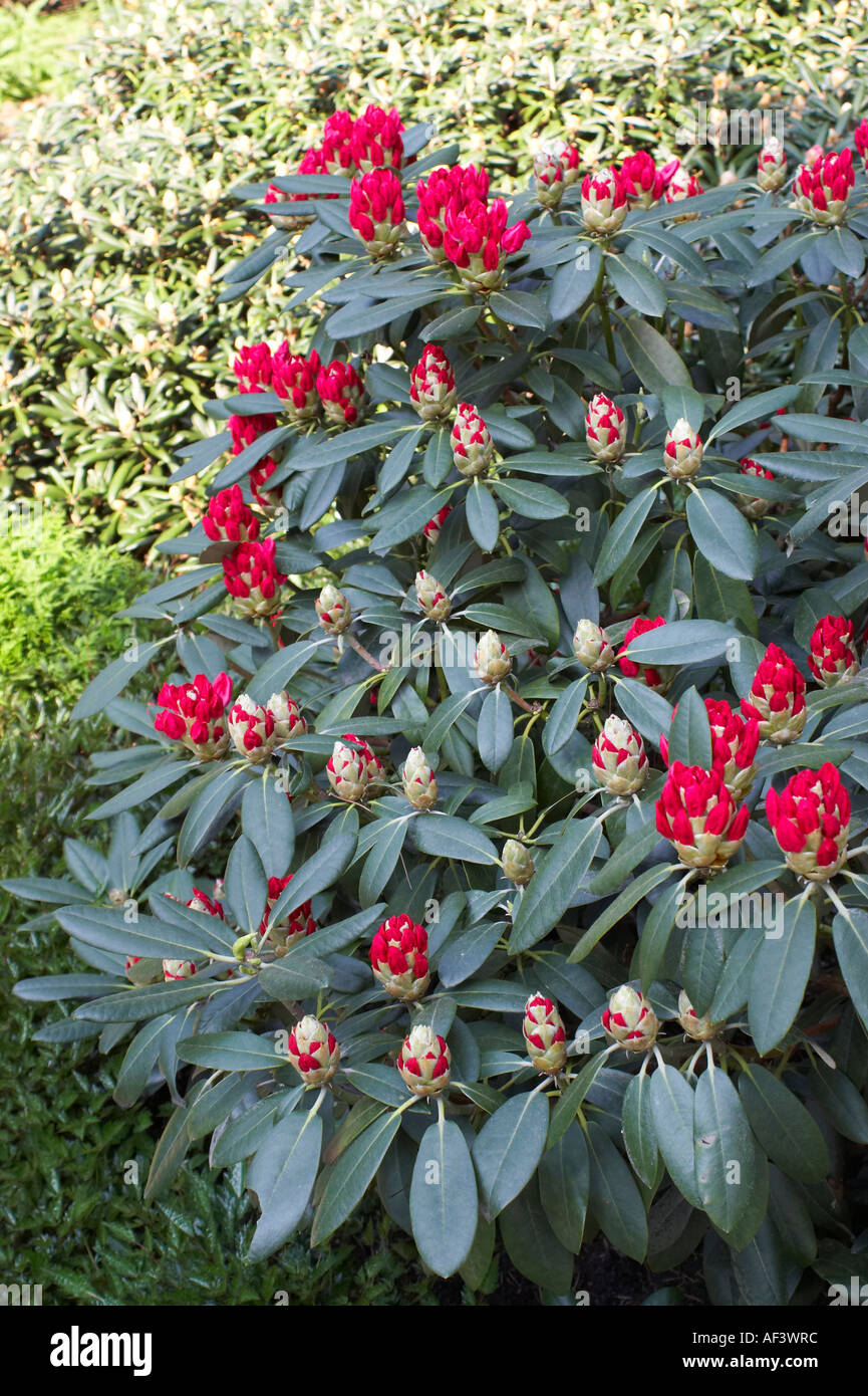 Ericaceae. Rhododendron Yakushimanum. Hybride. Marlis Stock Photo