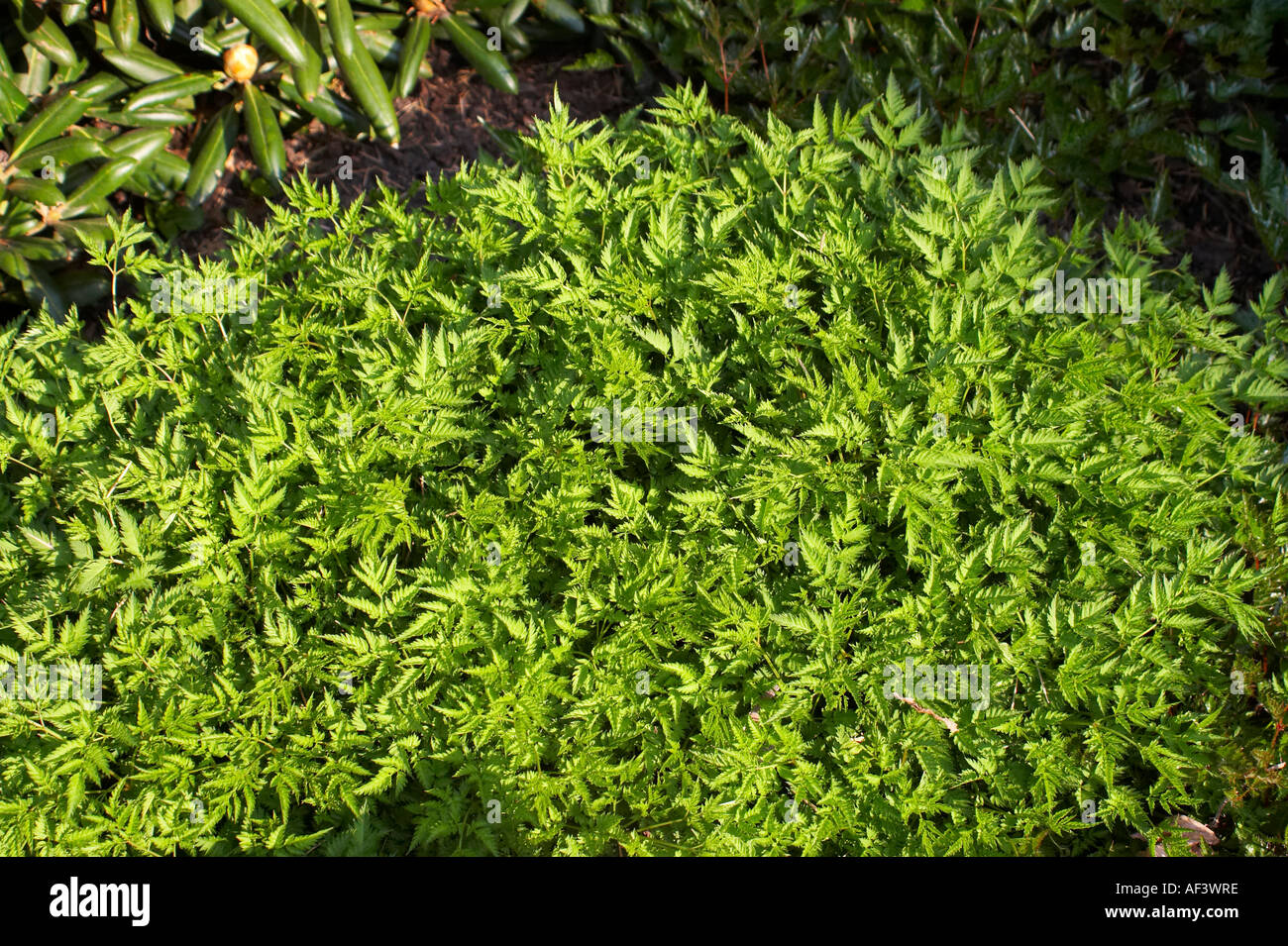 Roseaceae. Aruncus aethusifolius. Dwarf goat's beard Stock Photo