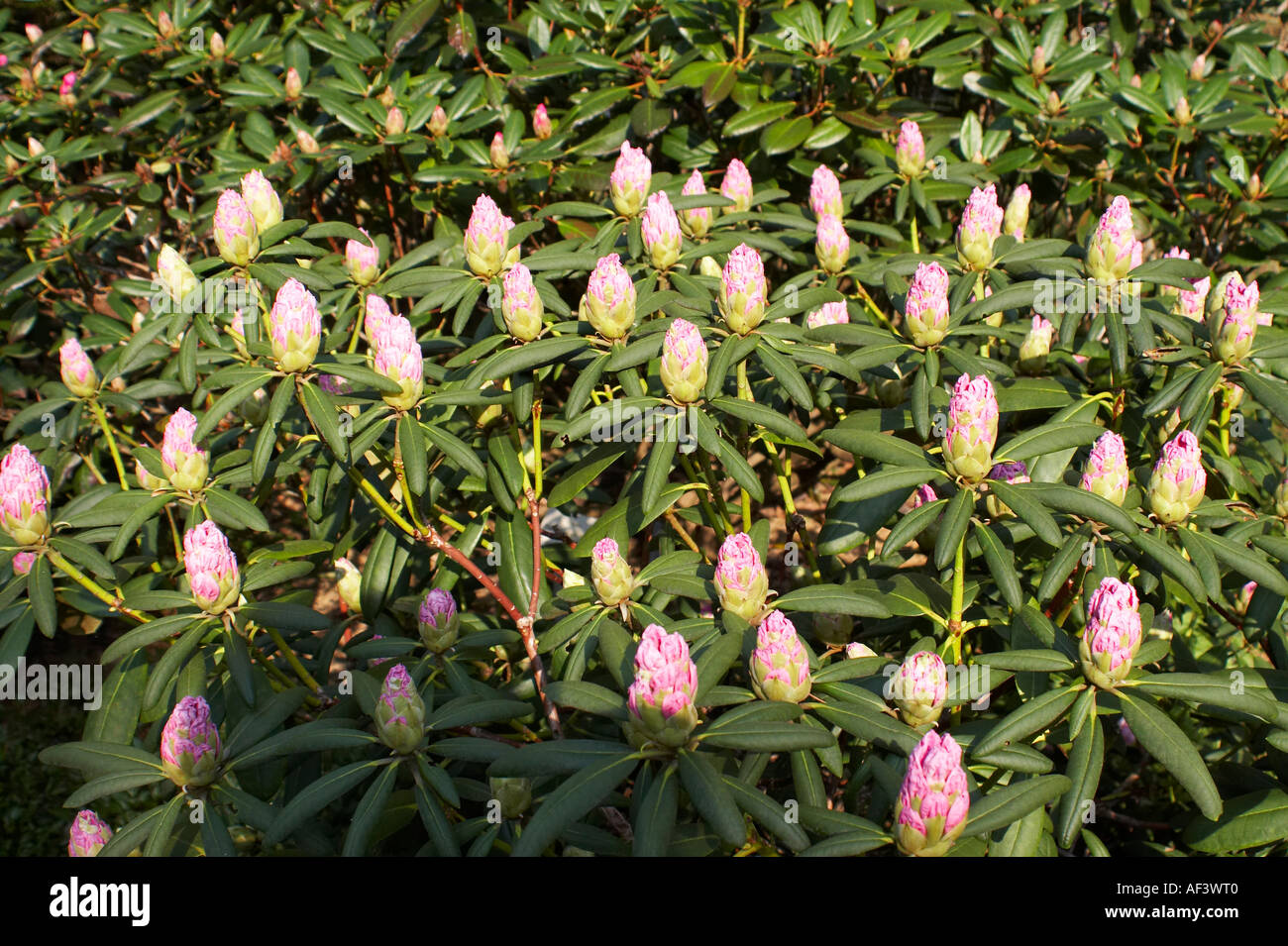Ericaceae. Rhododendron Yakushimanum. Hybride. Schneewolke Stock Photo -  Alamy