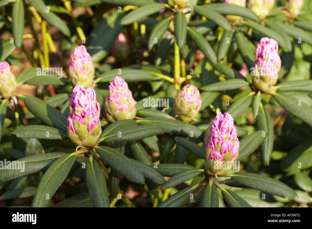Ericaceae. Rhododendron Yakushimanum. Hybride. Schneewolke Stock Photo -  Alamy