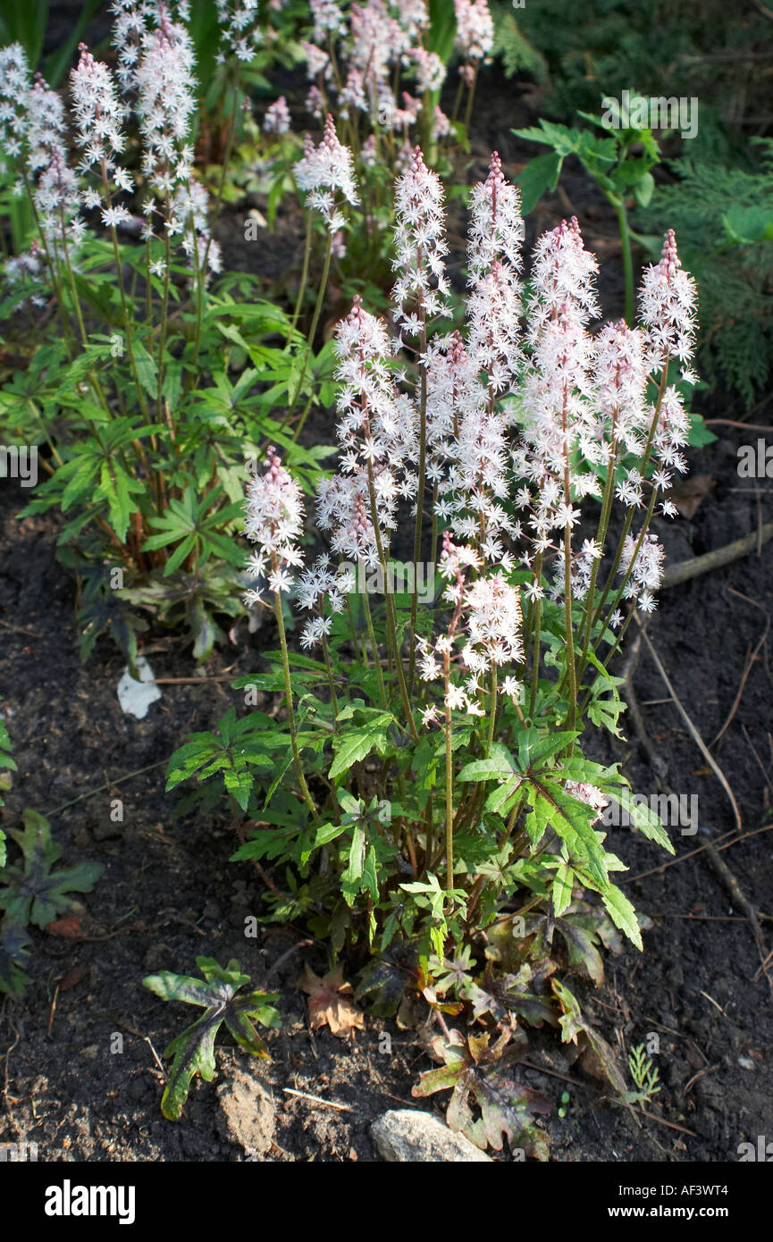 Tiarella cordifolia. Tiarella. Hybride. Morning Star. Foamflower Stock Photo