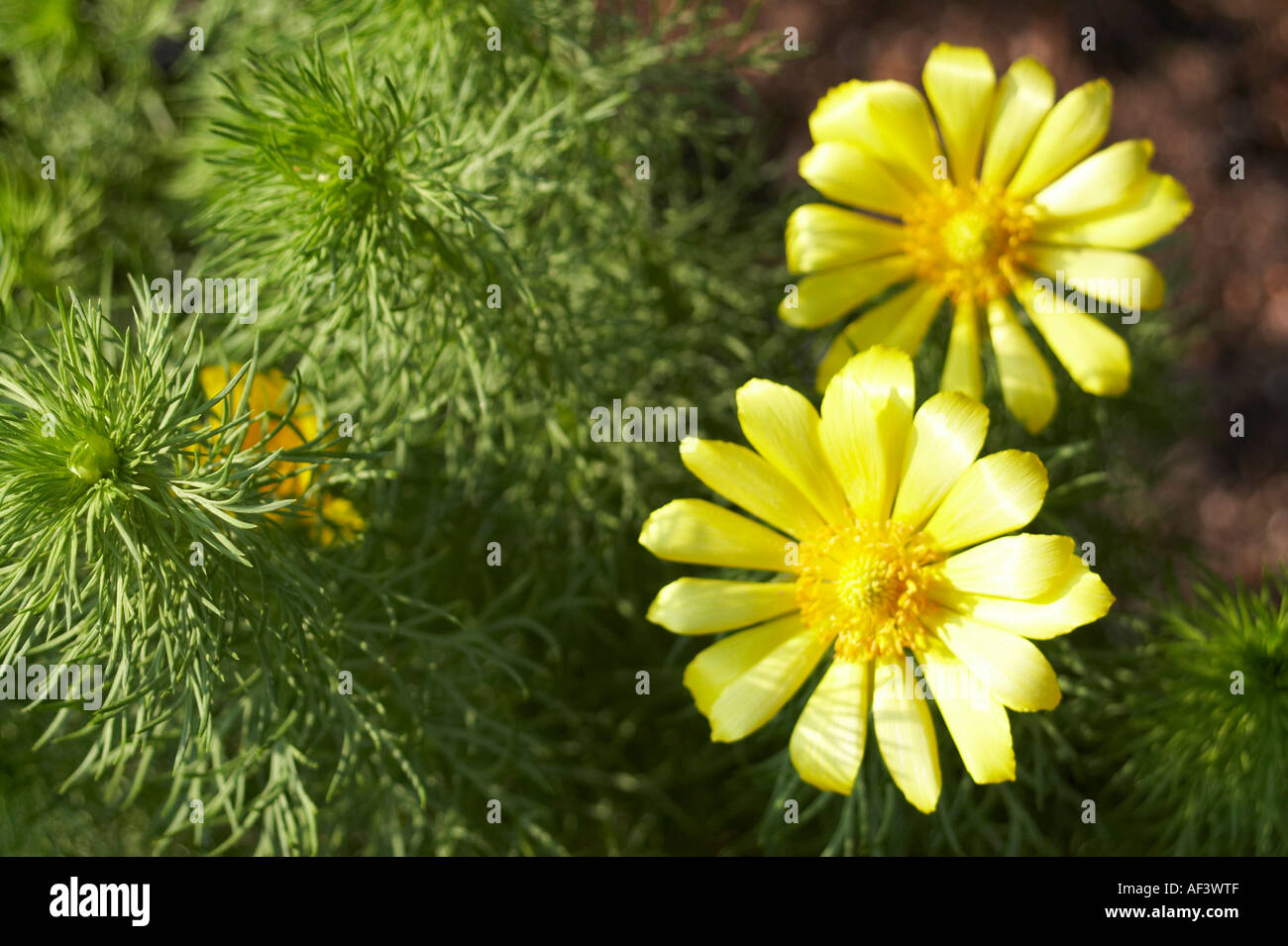 Ranunculaceae. Adonis vernalis. Sweet Vernal Stock Photo